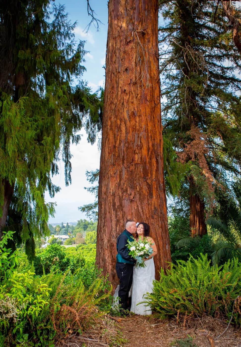 Newlyweds embracing beneath a towering redwood tree
